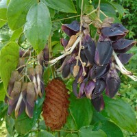 Mucuna atropurpurea (Roxb.) DC. ex Wight